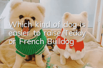 Which kind of dog is easier to raise? Teddy or French Bulldog?
