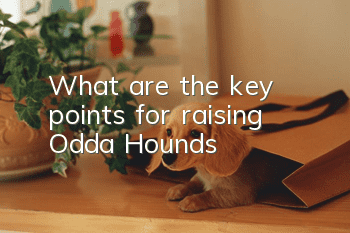What are the key points for raising Odda Hounds?