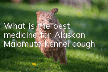 What is the best medicine for Alaskan Malamute kennel cough?