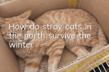How do stray cats in the north survive the winter?