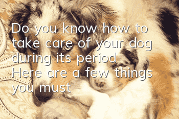 Do you know how to take care of your dog during its period? Here are a few things you must know!