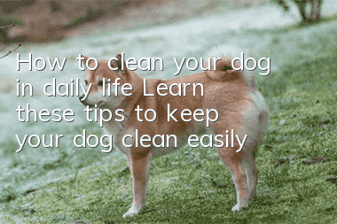 How to clean your dog in daily life? Learn these tips to keep your dog clean easily!