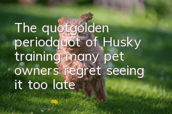 The "golden period" of Husky training, many pet owners regret seeing it too late!