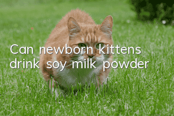 Can newborn kittens drink soy milk powder?