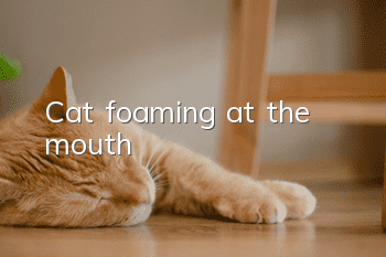 Cat foaming at the mouth