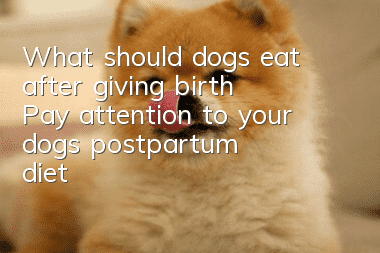 What should dogs eat after giving birth? Pay attention to your dog’s postpartum diet!