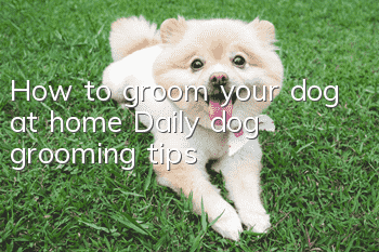 How to groom your dog at home? Daily dog grooming tips!