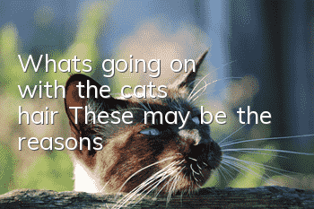What's going on with the cat's hair? These may be the reasons!