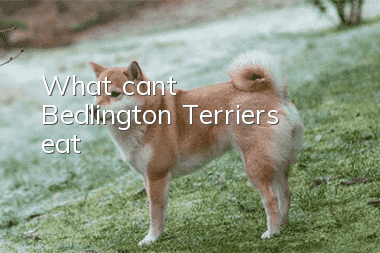 What can’t Bedlington Terriers eat?