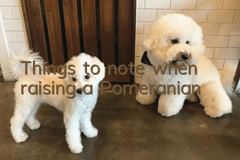 Things to note when raising a Pomeranian