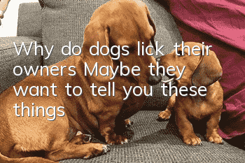 Why do dogs lick their owners? Maybe they want to tell you these things!