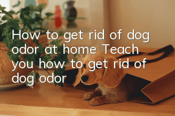 How to get rid of dog odor at home? Teach you how to get rid of dog odor!