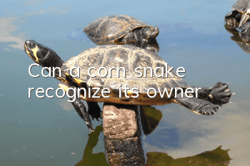 Can a corn snake recognize its owner?