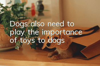 Dogs also need to play, the importance of toys to dogs!