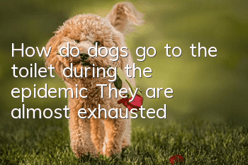 How do dogs go to the toilet during the epidemic? They are almost exhausted!