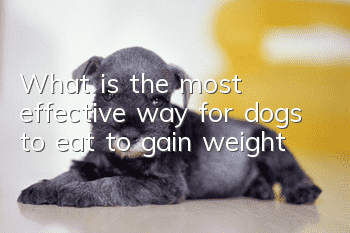 What is the most effective way for dogs to eat to gain weight?