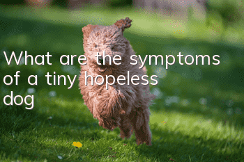 What are the symptoms of a tiny, hopeless dog?