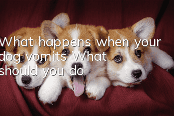 What happens when your dog vomits? What should you do?