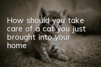 How should you take care of a cat you just brought into your home?