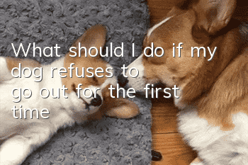 What should I do if my dog refuses to go out for the first time?