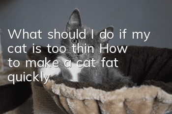 What should I do if my cat is too thin? How to make a cat fat quickly?