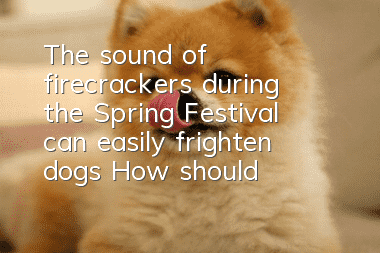 The sound of firecrackers during the Spring Festival can easily frighten dogs! How should owners help their dogs adapt to the sound of firecrackers?