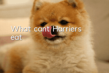 What can’t Harriers eat?