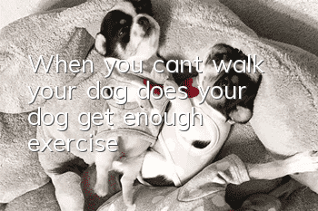 When you can’t walk your dog, does your dog get enough exercise?