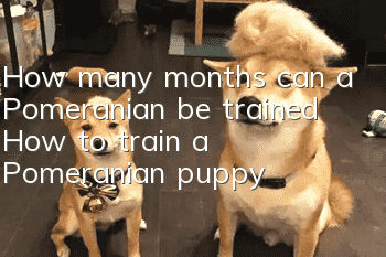 How many months can a Pomeranian be trained? How to train a Pomeranian puppy!