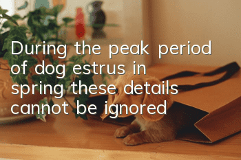 During the peak period of dog estrus in spring, these details cannot be ignored