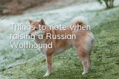 Things to note when raising a Russian Wolfhound