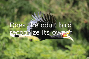 Does the adult bird recognize its owner?