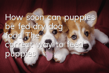 How soon can puppies be fed dry dog food? The correct way to feed puppies!