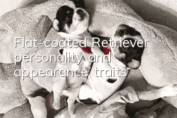 Flat-coated Retriever personality and appearance traits