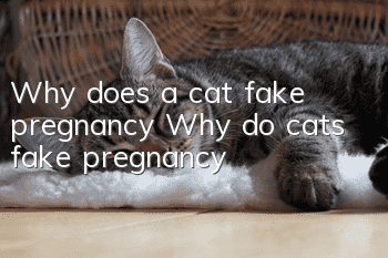 Why does a cat fake pregnancy? Why do cats fake pregnancy?