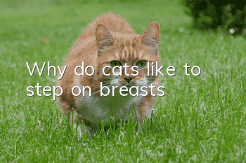 Why do cats like to step on breasts?