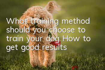 What training method should you choose to train your dog? How to get good results