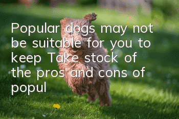 Popular dogs may not be suitable for you to keep! Take stock of the pros and cons of popular dog breeds