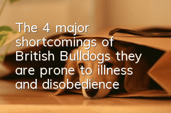 The 4 major shortcomings of British Bulldogs: they are prone to illness and disobedience!