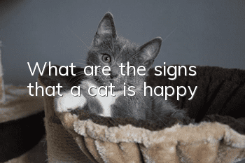 What are the signs that a cat is happy?