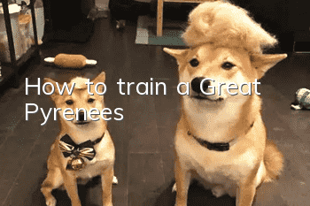 How to train a Great Pyrenees