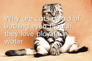 Why are cats afraid of bathing even though they love playing in water?