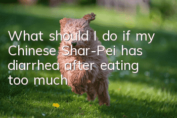 What should I do if my Chinese Shar-Pei has diarrhea after eating too much?