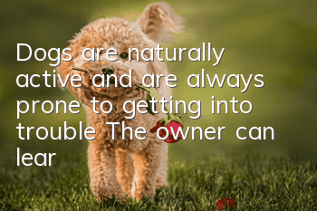 Dogs are naturally active and are always prone to getting into trouble! The owner can learn how to deal with these common injuries.