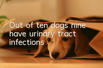 Out of ten dogs, nine have urinary tract infections!