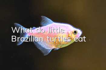 What do little Brazilian turtles eat?