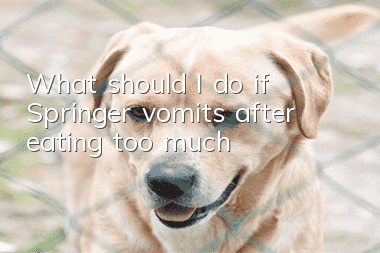 What should I do if Springer vomits after eating too much?