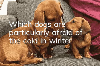 Which dogs are particularly afraid of the cold in winter?