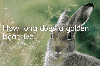 How long does a golden bear live?