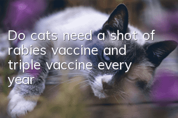 Do cats need a shot of rabies vaccine and triple vaccine every year?